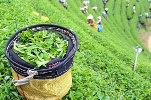 ボゴール プンチャック「茶園とパラグライダー」インタラクティブ プライベート ドライバー