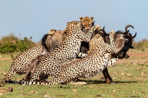 Safari privado de 6 días en Kenia desde Nairobi con comidas incluidas