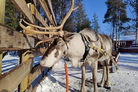 Rovaniemi Reindeer Safari 1heure et visite de la ferme
