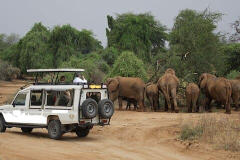 Excursão de Safari de 12 Dias de Quênia Big Five Wildlife