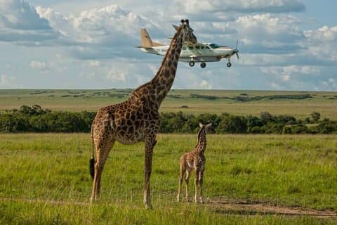 Delt flerdagers flytur fra Safari Kenya