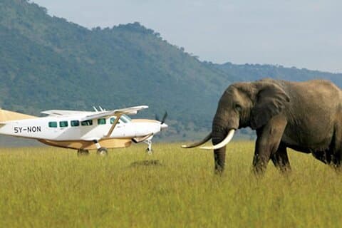 3 Tage Serengeti Fly auf Safari
