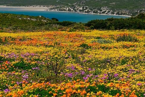 Bloementour langs de Kaap Westkust