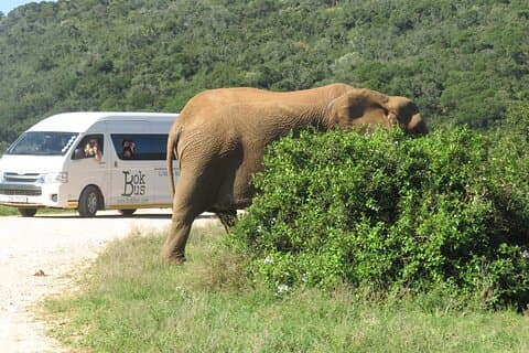 5-dagars Garden Route Tour och Addo Elephant National Park