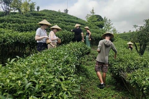 陽朔の七仙峰茶畑ツアー