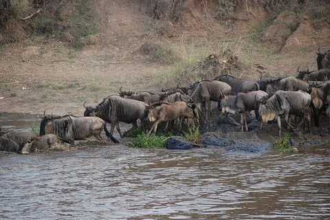 3-daagse safaritocht in Maasai Mara