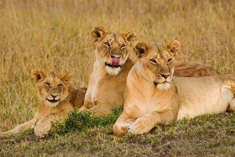 3 Tage Masai Mara Gruppensafari