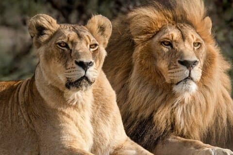 Big Five Safari met lunch en wijnproeverij