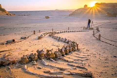 Wadi el Hitan tur fra Kairo