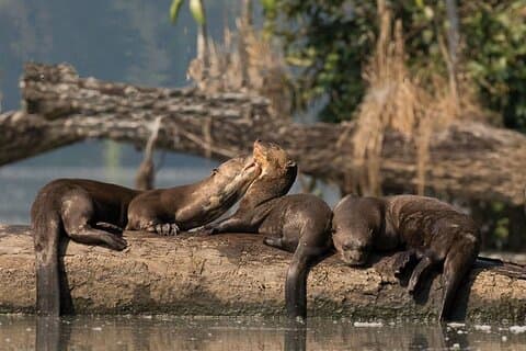 4 Días : Sandoval Lake Lodge - Amazonas Peru