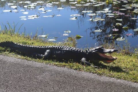 Everglades Eco Airboat Tour avec transport de luxe
