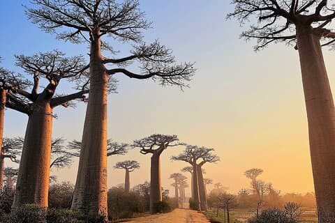 12 Days Private Tour in Madagascar