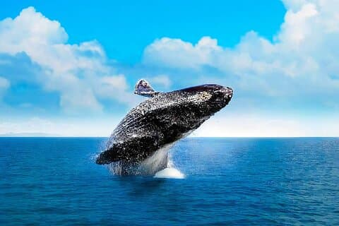 プンタ・カナ : サマナ、滝、カヨのクジラの有無