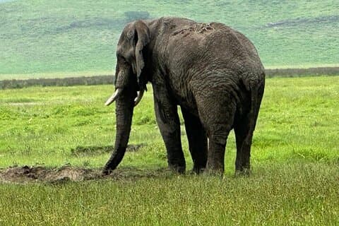 4 dages Serengeti og Ngorongoro fotografisk safari