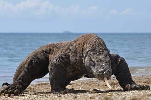 Lombok to Komodo sailing trip 4 days 3 nights