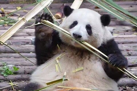 Chengdu Panda Base visita a experiência de aprendizado da culinária de Sichuan