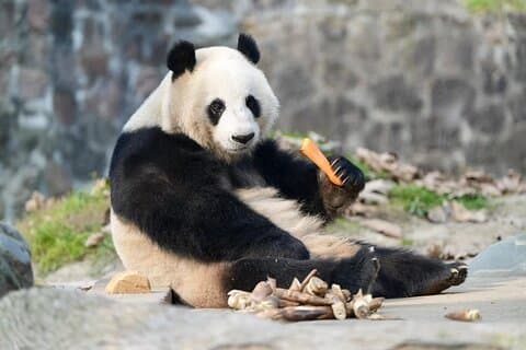 Excursão privada de um dia e ingressos para a Base do Panda Gigante de Chengdu