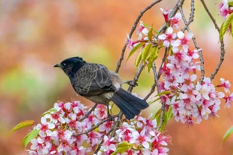 Randonnée à pied Shivapuri au départ de Kathmandu