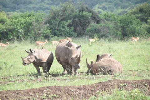 Nairobi National Park Half day trip with 4x4 Safari Land Cruiser