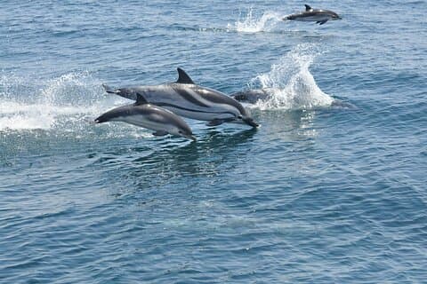 Gibraltar and Dolphin Watching Excursion from Málaga