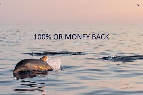 Dolphin Sunrise Adventure with Speedboat