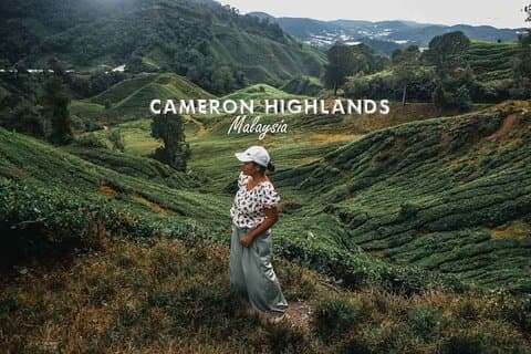 Cameron Highland Day Tour From Kuala Lumpur By Group