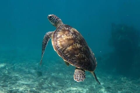 Aqua Adventure – Private North Tour & Turtle Discovery with Lunch