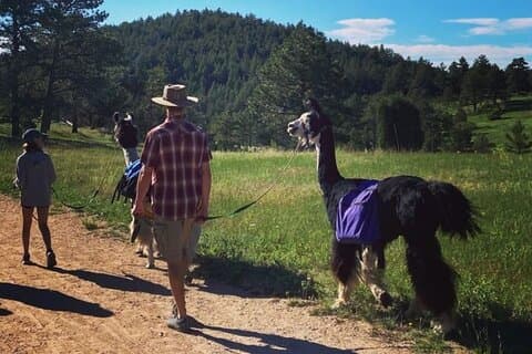 Guided Llama Hike in the Rocky Mountains