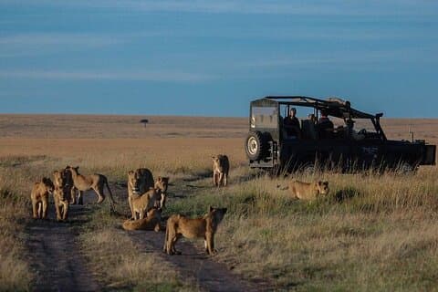 13 días de safari por el desierto de Gorila, Masai Mara y Serengeti