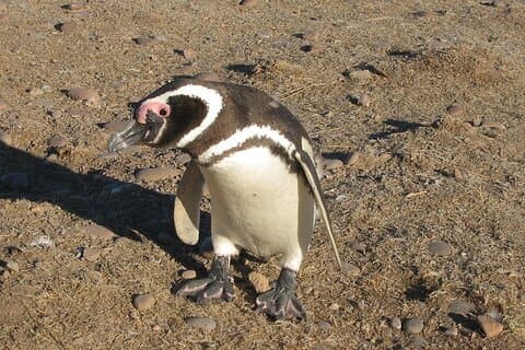 プンタ トンボ ペンギンと行く 1 日ツアー