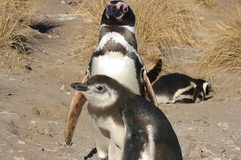 ペンギンと行くプンタ トンボ クルーズ ツアー