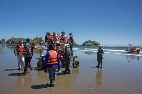 Delad heldagstur till Chiloé Island med pingviner