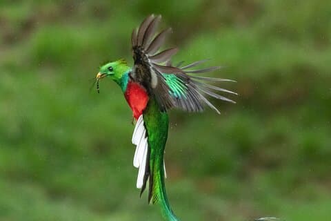 O passeio Quetzal em Monteverde