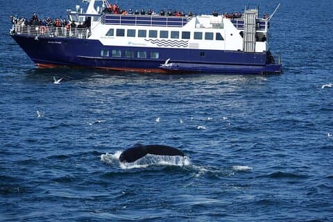 Valskådning och marinlivstur i Reykjavik
