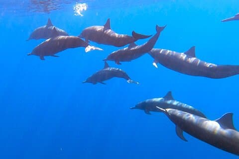 Private Huatulco Ocean Adventures