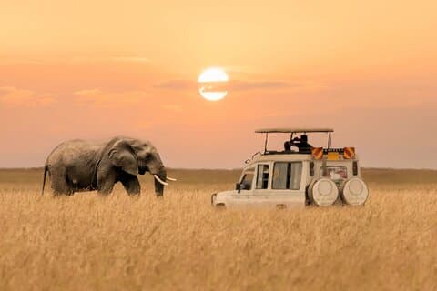 6 dias de aventura privada no safari de médio porte na Tanzânia