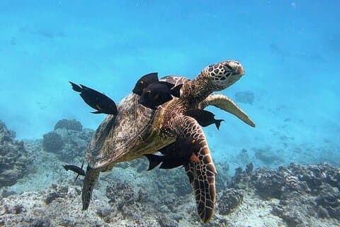 Waikiki-Schildkröten-Schnorcheltour
