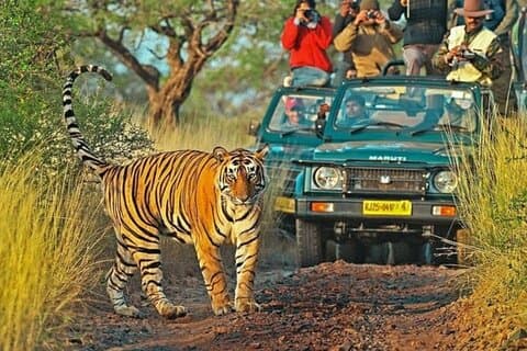 Tour privado de 7 días al Triángulo Dorado y Ranthambore