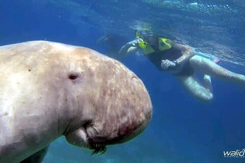 Abu Dabbab Beach – Svøm med dugongs og skildpadder fra Hurghada