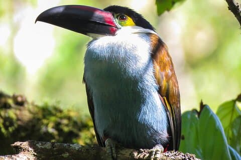 Observation d'oiseaux de 5 jours : aventure dans les Andes centrales de Colombie