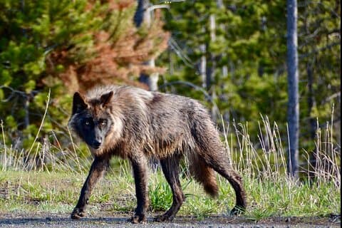 Yellowstone Wildlife and Photo Upper Loop Tour West Yellowstone