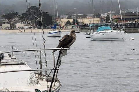Privé 3 uur durende vogelspottocht in Monterey Bay