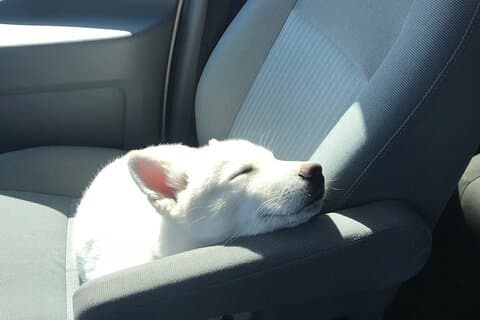 Private “Pet Friendly” Yellowstone Tour From West Yellowstone