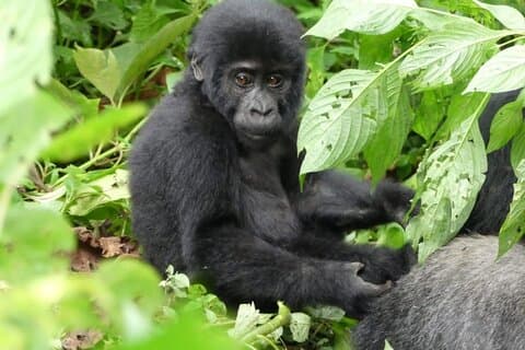 8-Day Tour of Uganda Wildlife, Chimpanzees, and Gorillas