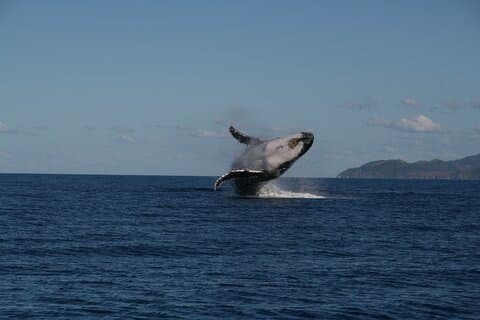 Whale Watching and Wildlife Cruise Townsville and Magnetic Island