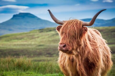 Excursion d'une journée à Scottish Highlands, Loch Ness et Glencoe au départ d'Édimbourg