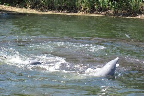 クリスタルリバー野生動物サファリボートクルーズ3時間