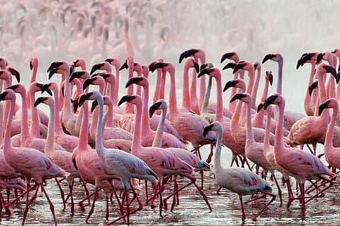 Privat dagstur til Lake Baringo fra Nairobi
