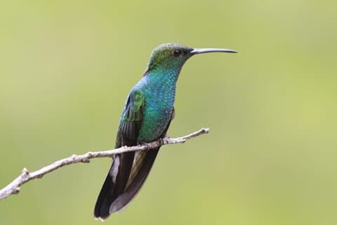 Hummingbird and Orchid Watching 1 hour from Bogotá