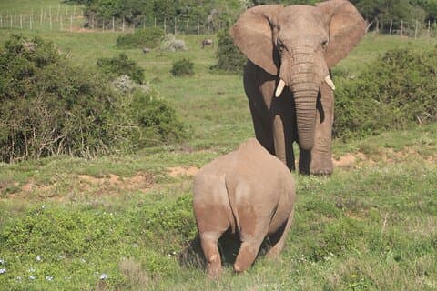 Addo Private Game Reserve Safari (Escocia)